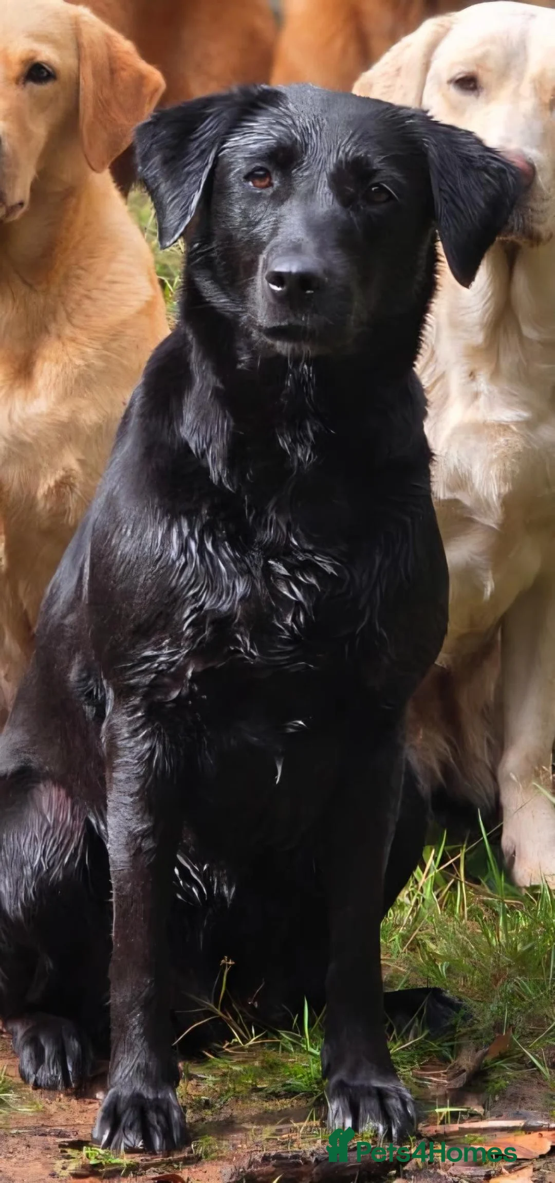 Labrador Retriever dogs for sale: 6y labrador bitch  - Advert 3