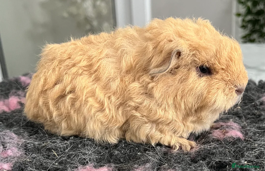 Guinea Pig rodents for sale: Sheltie (silky), coronet, Texel, Merino guinea pig - Advert 22