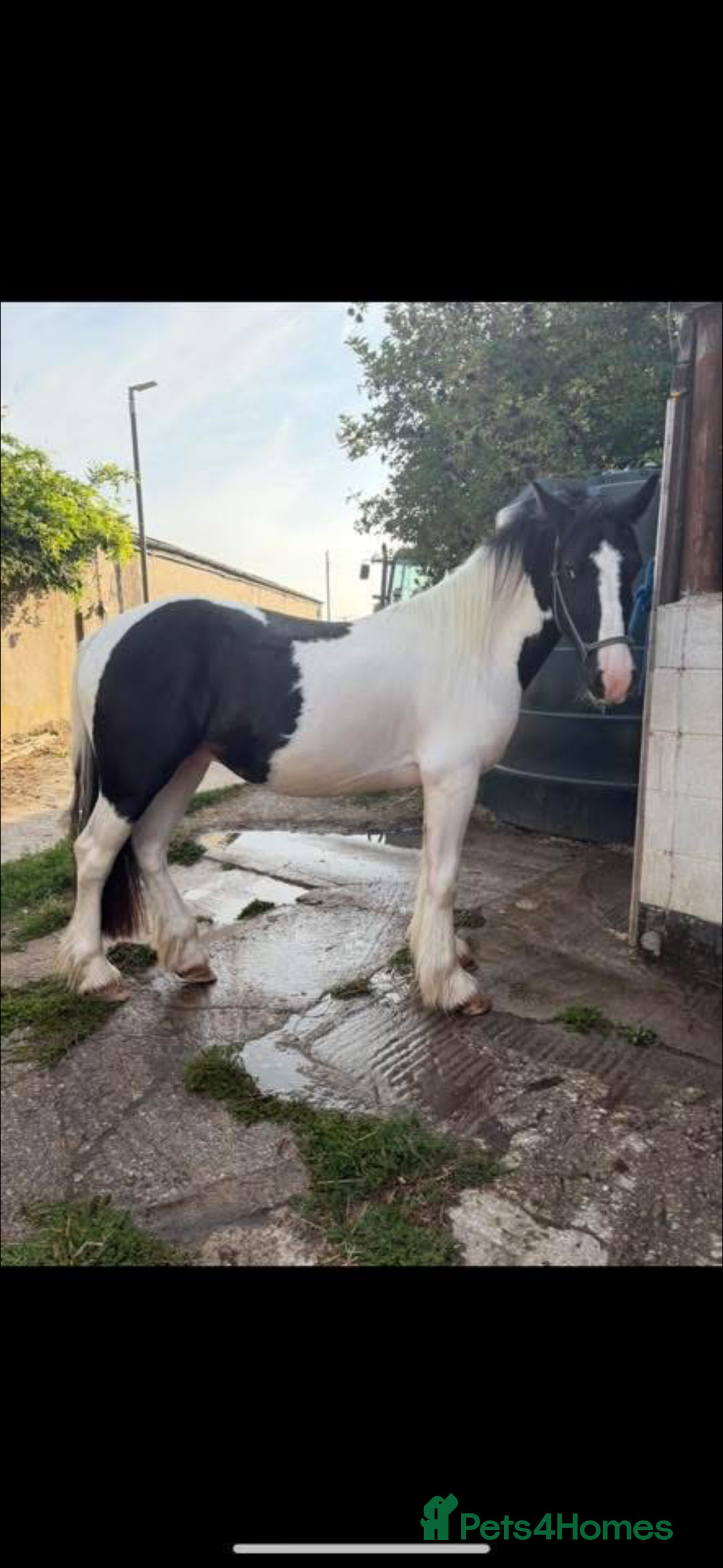 Irish Cob horses for sale: 14hh 3 year old gelding  - Advert 4