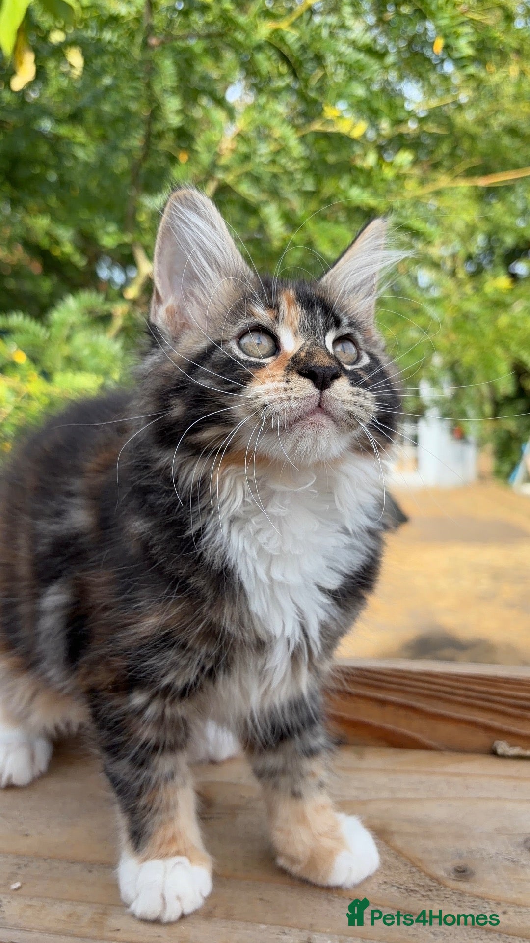 Maine Coon cats Four month old baby Maine coons ready to leave  - Advert 2