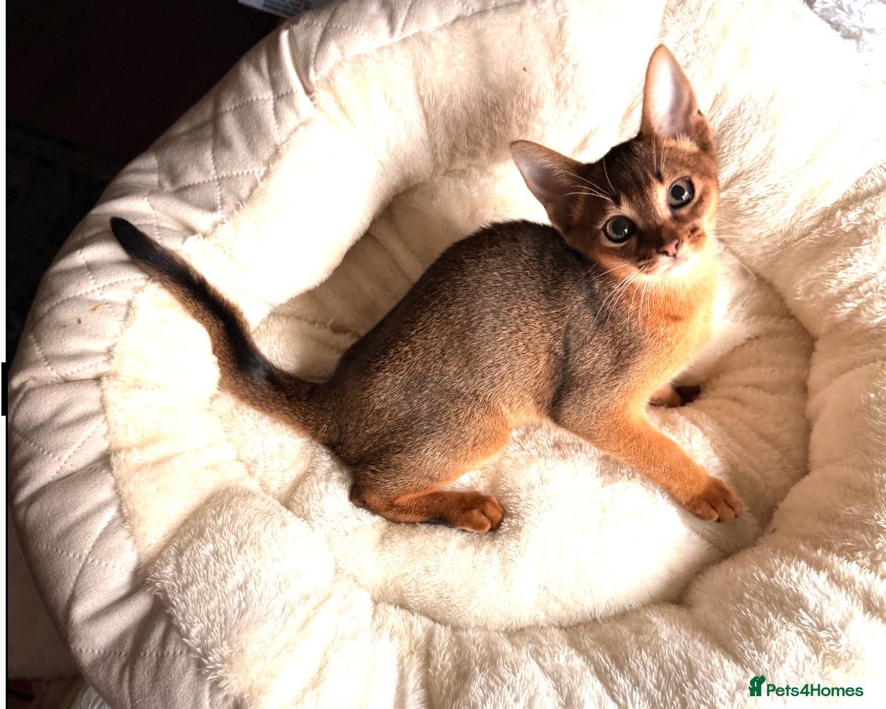 Abyssinian cats 12 Weeks Female 🏆🥇🏵️Top Quality Champion ln  - Advert 2