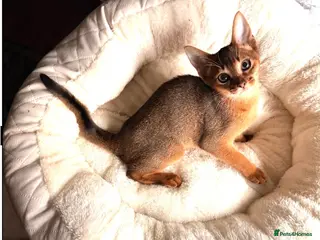 Abyssinian cats 12 Weeks Female 🏆🥇🏵️Top Quality Champion ln - Advert 2