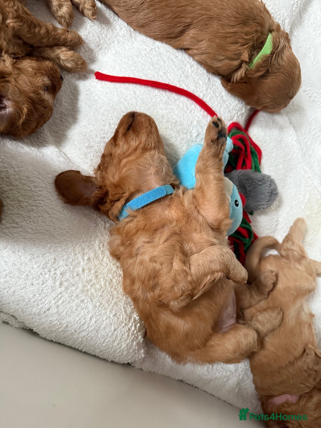Cavapoo dogs for sale: 6 Beautiful Toy Cavapoo Girls  - Image 23