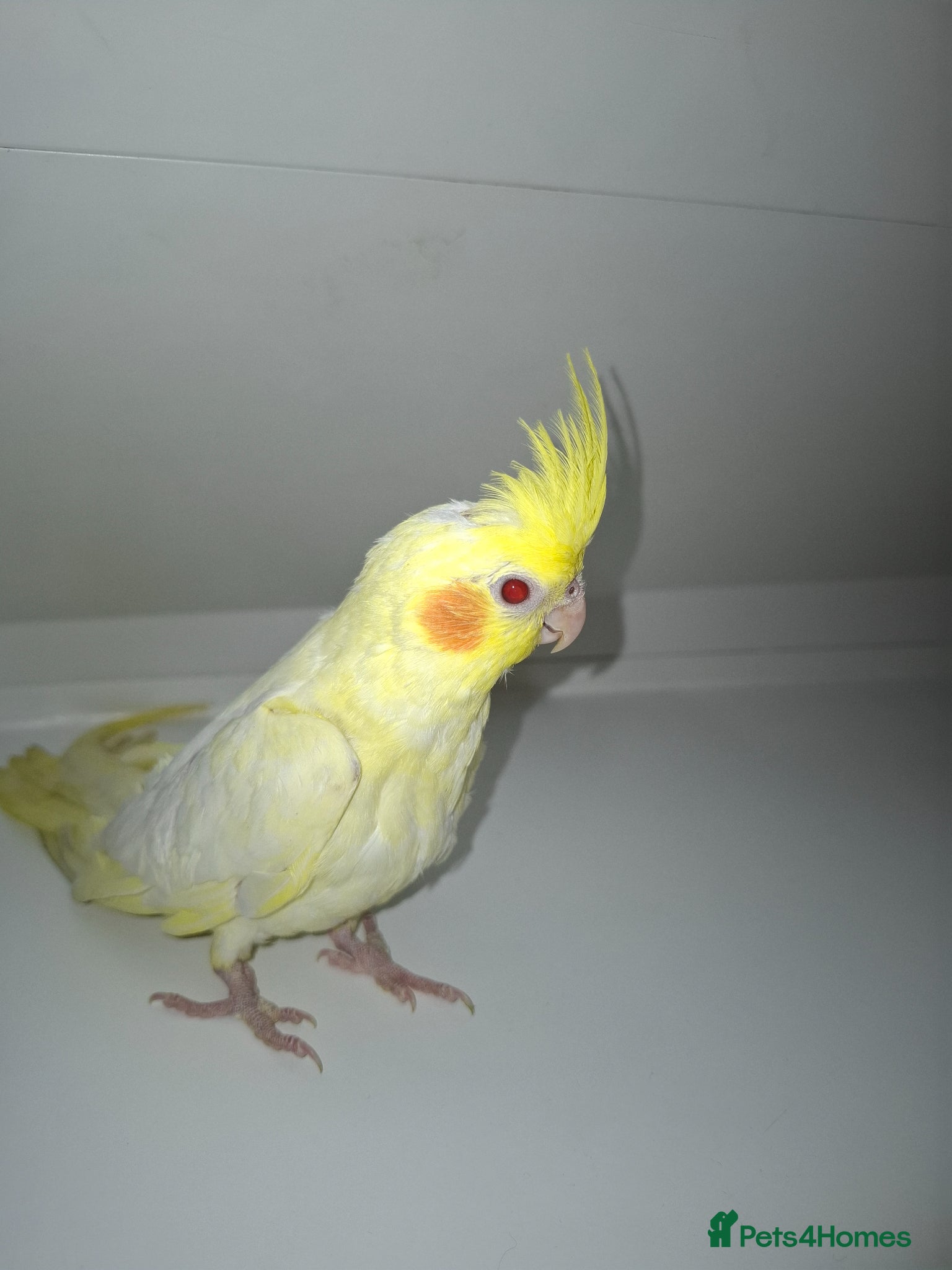 Cockatiels birds Hand Reared Cockatiels - Advert 1