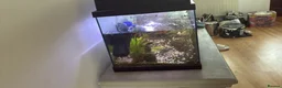 Shrimps fish for sale: fish tank with fish and acessories in Stafford - Advert 2