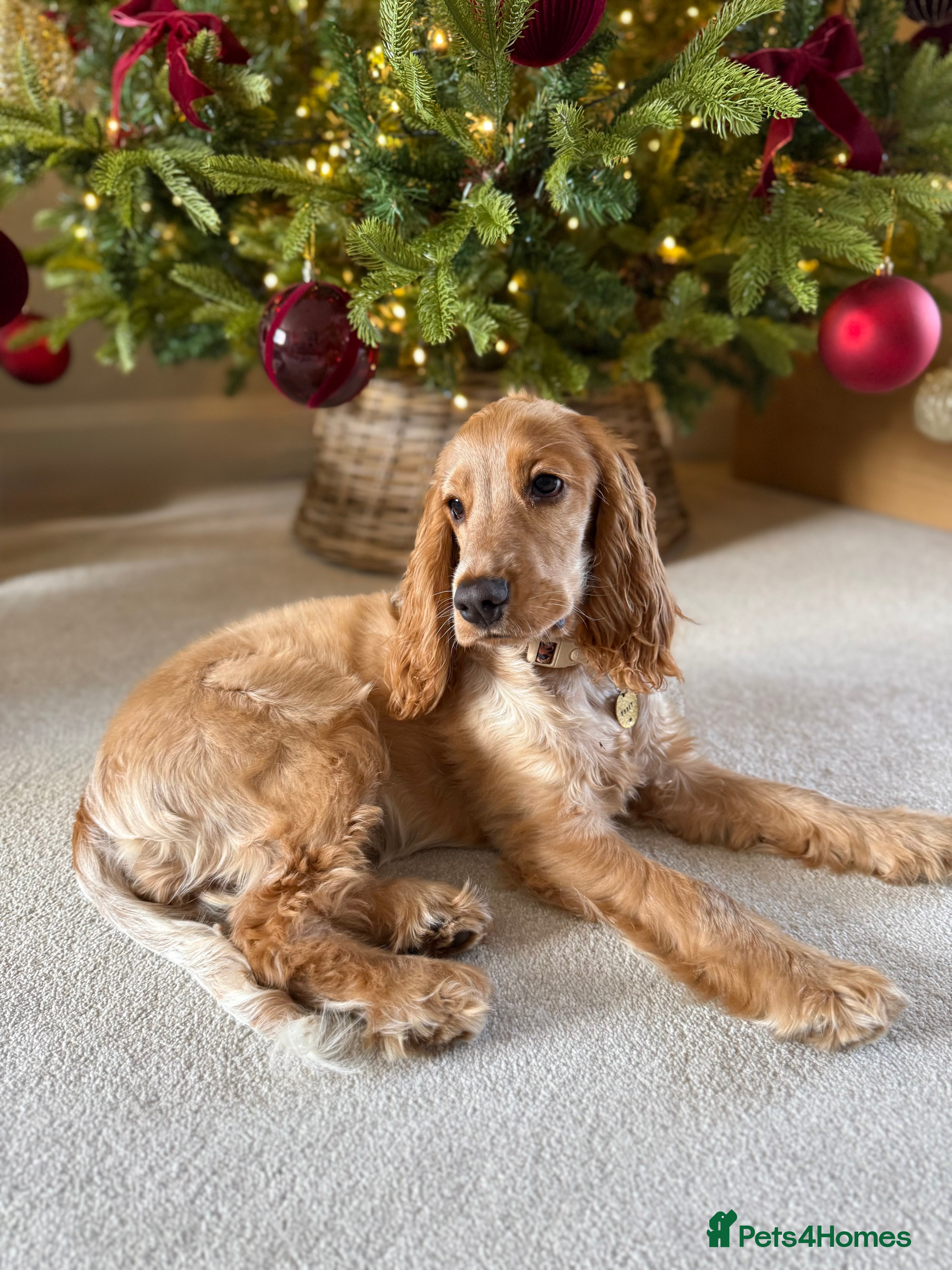 Cocker Spaniel dogs Honey 🧡 - Advert 1