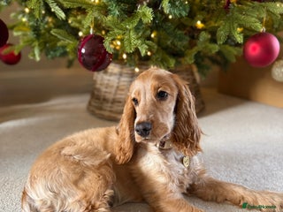 Cocker Spaniel dogs Honey 🧡 - Advert 1