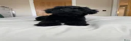 Cockapoo dogs for sale: Health tested, fully vaccinated, F1 Toy cockapoos - Advert 10
