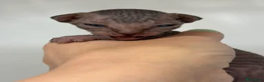 Sphynx Kitten 1