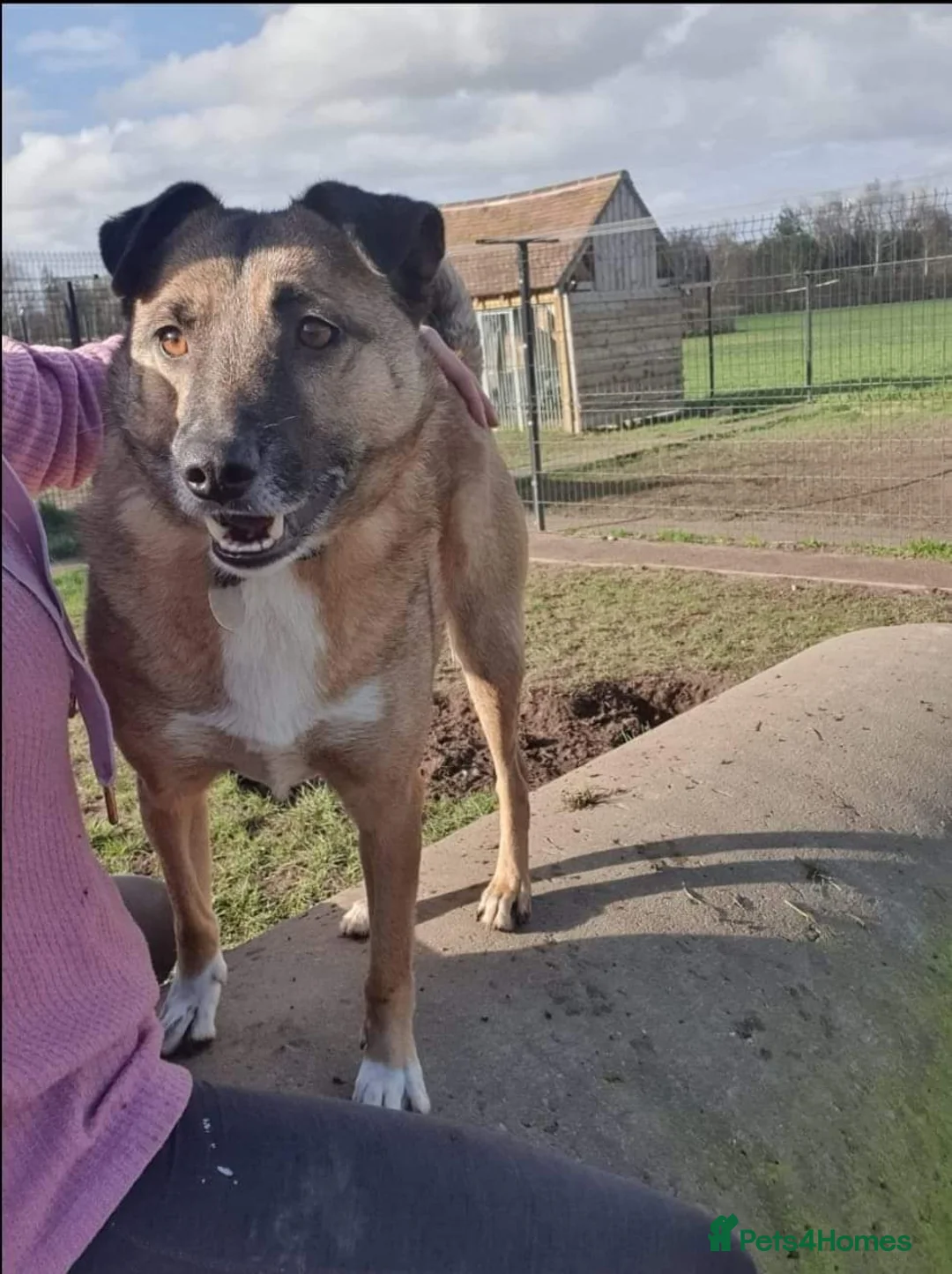 Mixed Breed dogs for adoption: Meet Jakob, currently residing in Cranage, Crew in Crewe - Advert 23