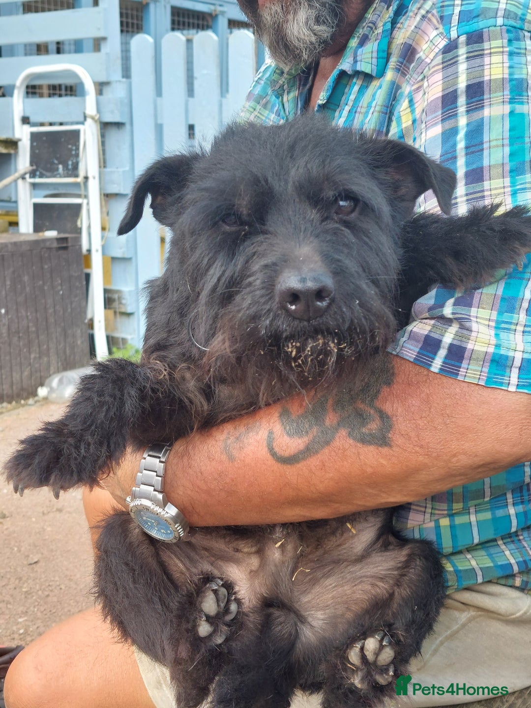 Patterdale Terrier dogs for sale: Well socialised Patterdales For Sale,ready now. - Image 31