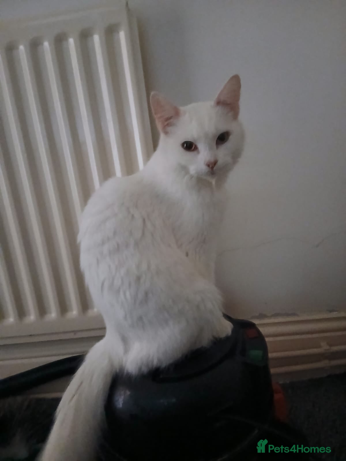 Maine Coon cats Maine Coon kittens (XL) - Advert 16