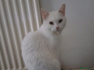 Maine Coon cats Maine Coon kittens (XL) - Advert 4