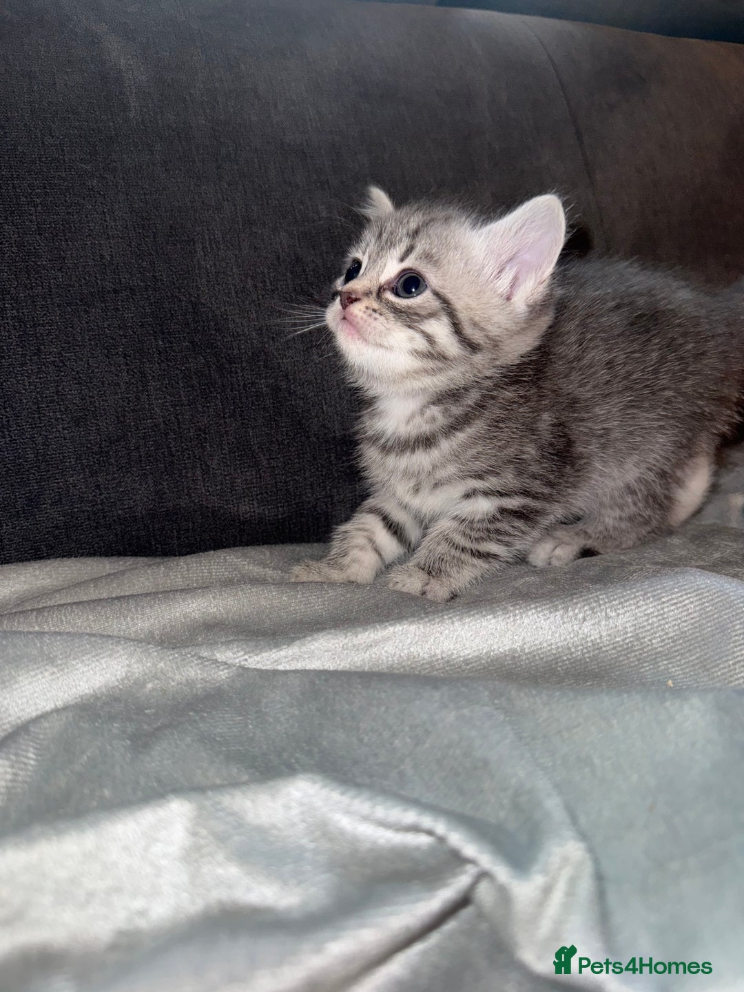 British Shorthair cats for sale: Kittens  - Advert 4