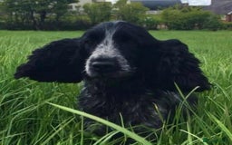 Cocker Spaniel dogs for sale: Cocker Spaniel Pups for sale (KC registered) - Image 7