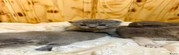 British Shorthair cats for sale: Cute British Shorthair Kittens open for reserve - Advert 21