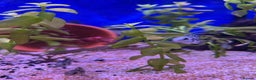 Cichlids fish for sale: 9 convict cichlids  - Advert 4