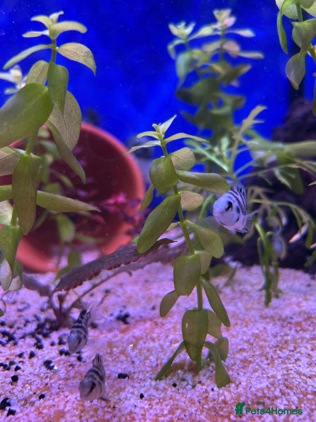 Cichlids fish for sale: 9 convict cichlids  - Advert 4