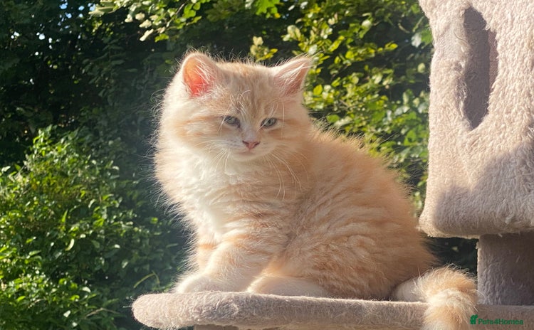 Siberian cats - Advert 1