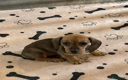 Miniature Dachshund dogs for sale: Miniature smooth haired dachshund puppies - Image 25