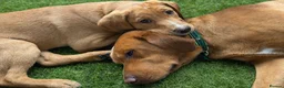 Labrador Retriever dogs for sale: Red fox labrador Male - Advert 2