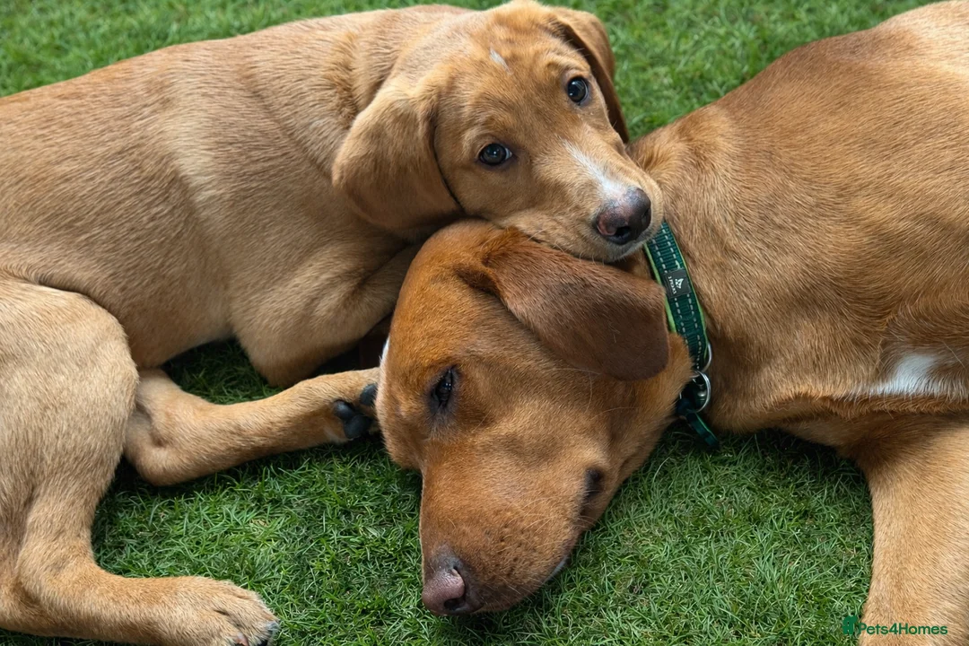 Labrador Retriever dogs for sale: Red fox labrador Male - Advert 2