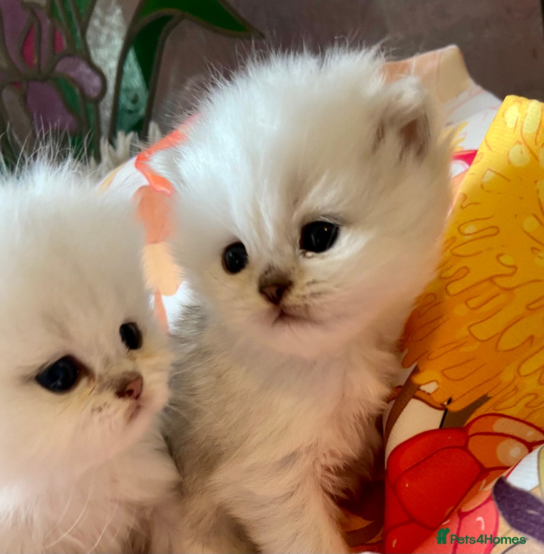 Persian cats for sale: Silver and golden chinchilla Persian kittens - Advert 5