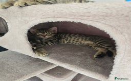 Bengal cats for sale: Half bengal kittens  - Image 4