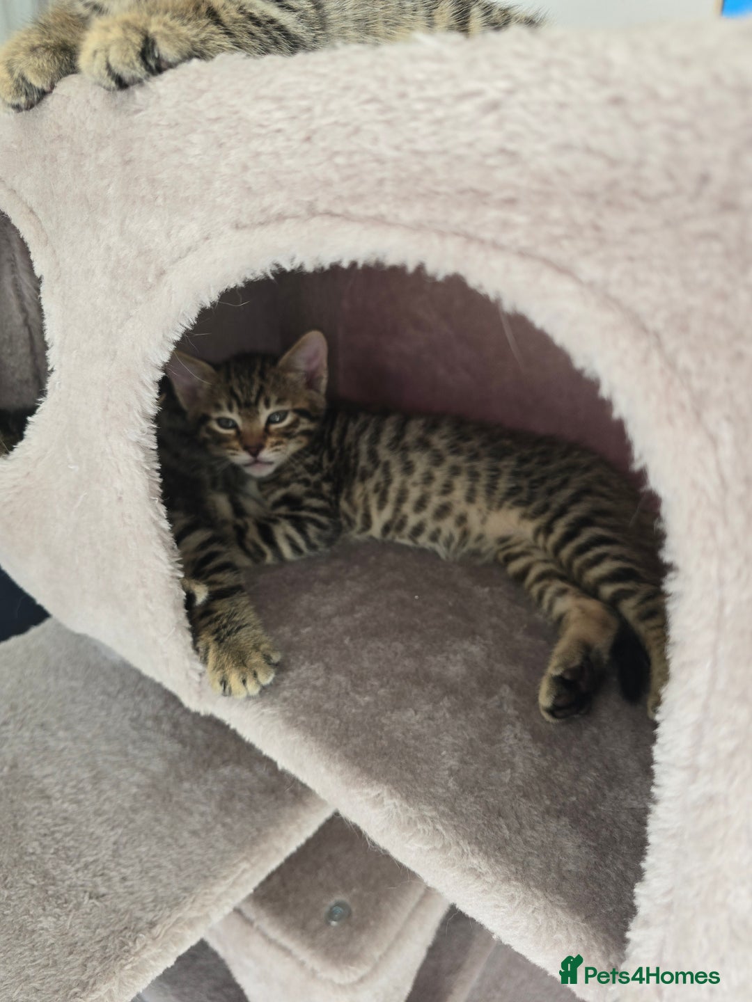 Bengal cats for sale: Half bengal kittens  - Image 4