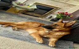 Mixed Breed dogs for sale: GSD x Lab  - Image 3