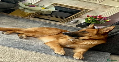 Mixed Breed dogs GSD x Lab  - Advert 10