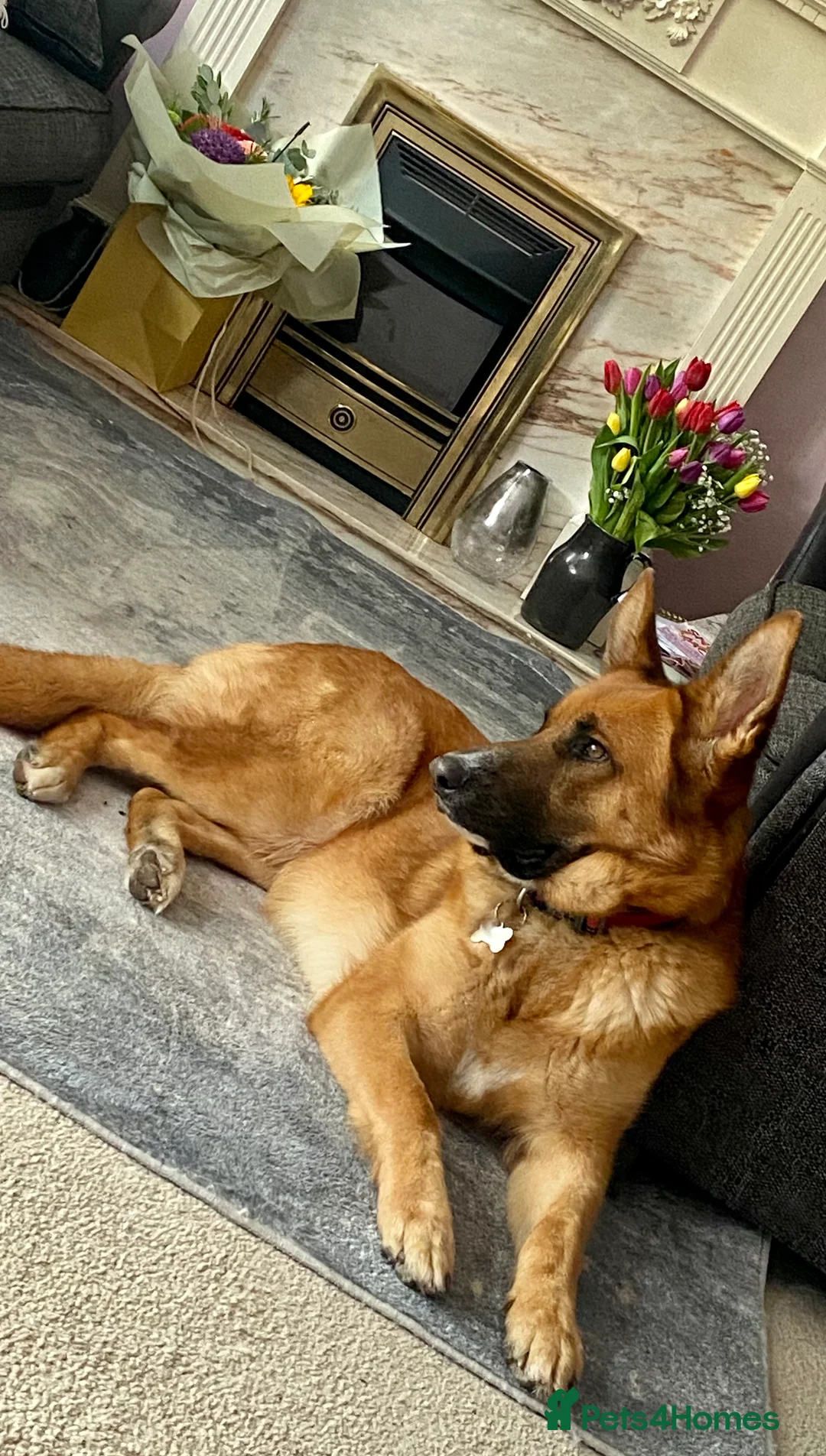 Mixed Breed dogs for sale: GSD x Lab  - Advert 4