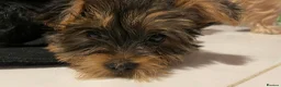 Yorkshire Terrier dogs for sale: Beautiful, pure breed Yorkshire terrier  - Advert 5