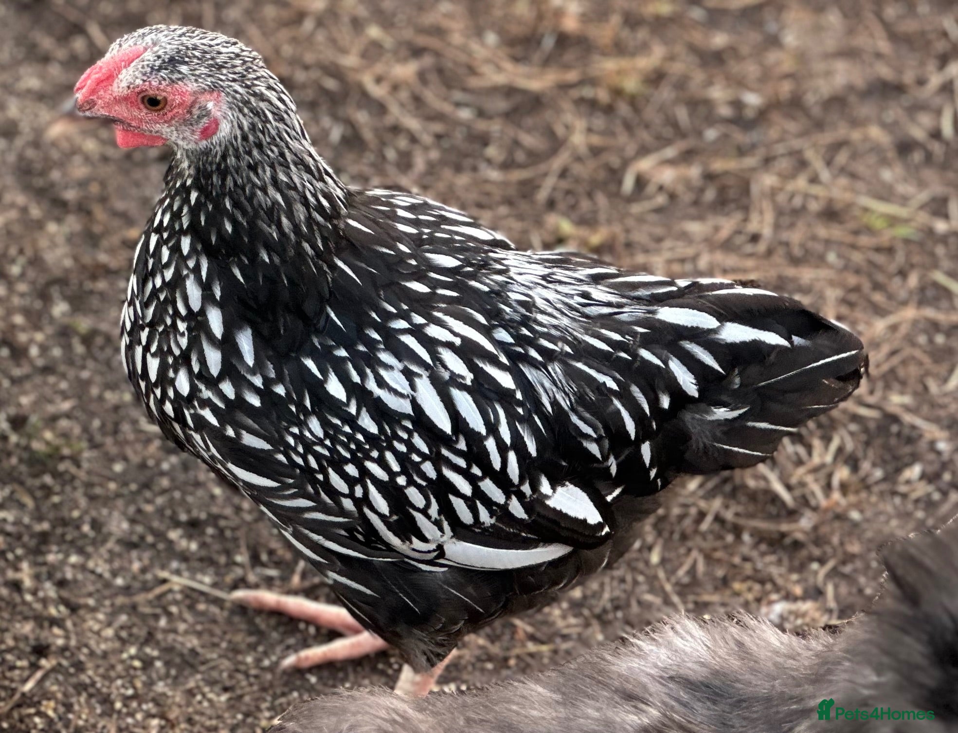 Chickens poultry Pure Breed Cockerels  - Advert 14