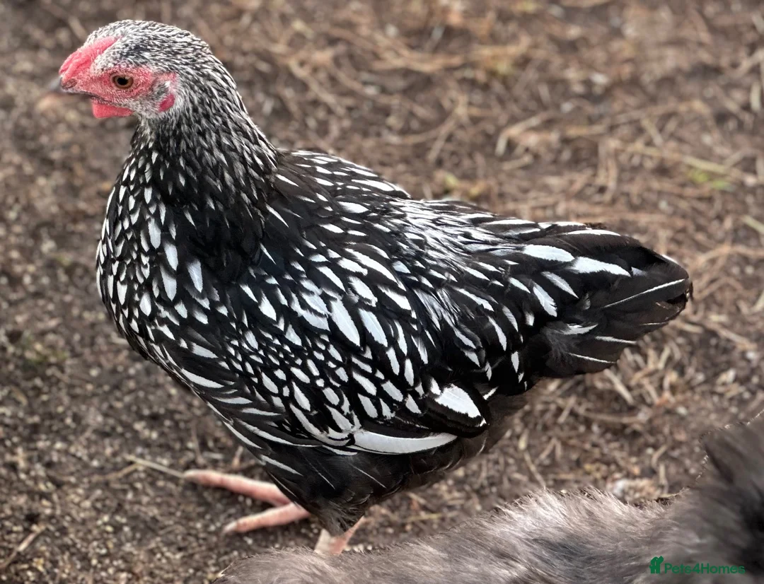 Chickens poultry for sale: Pure Breed Cockerels  - Advert 1
