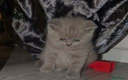 British Shorthair cats for sale: X2 British shorthair female kittens  - Advert 4