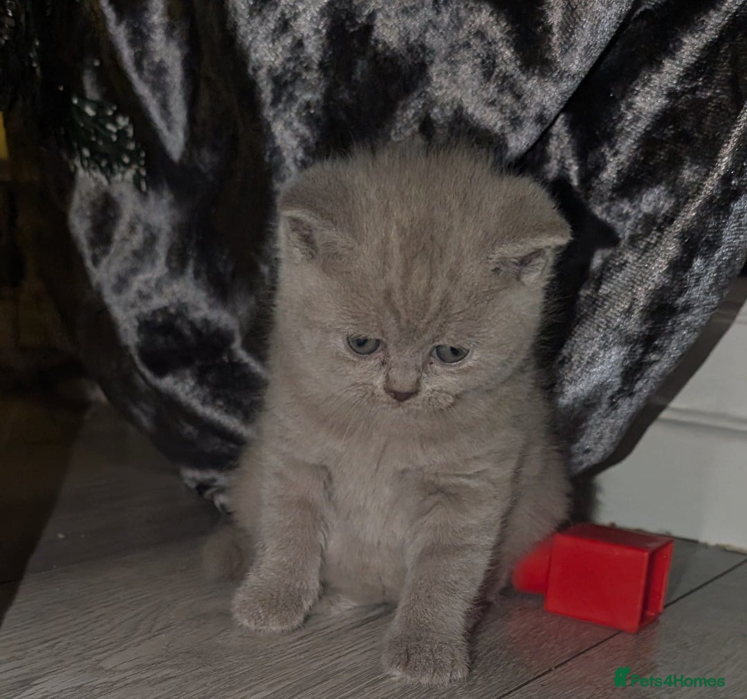 British Shorthair cats for sale: X2 British shorthair female kittens  - Advert 4