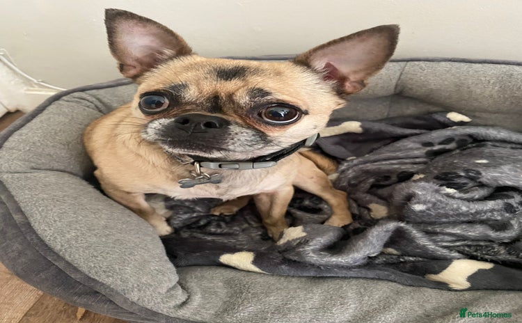 Mixed Breed dogs for sale - Advert 1