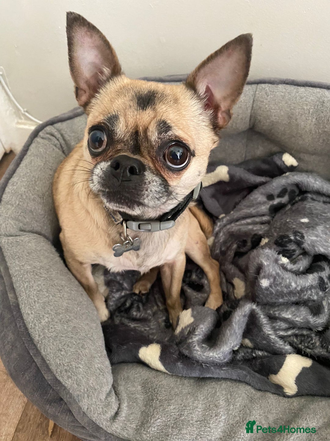 Mixed Breed dogs for sale: Rehoming of a chug - Image 1