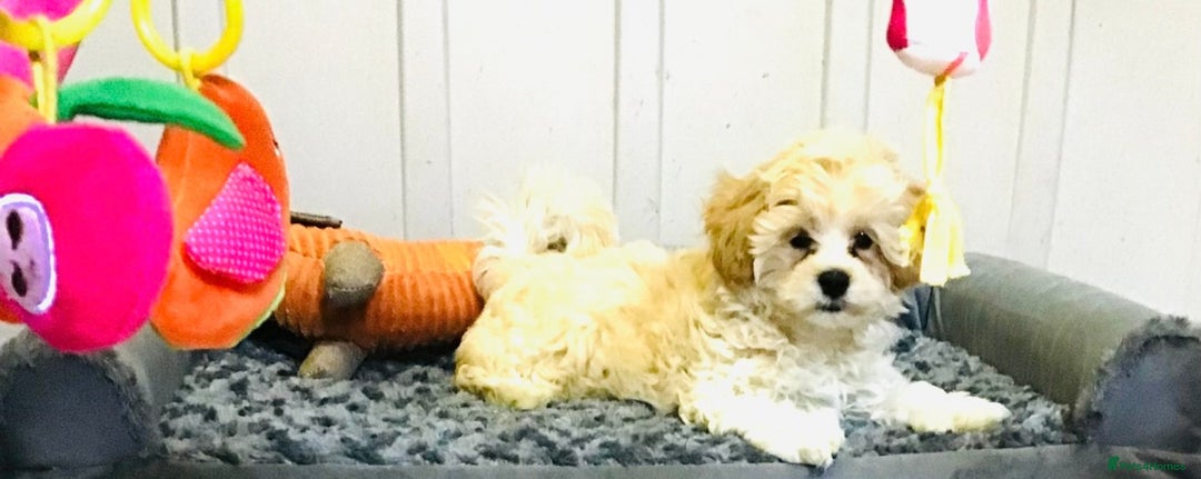 Maltipoo dogs for sale: TWO MINI MALTIPOO GIRLS ~ READY NOW  - Image 7