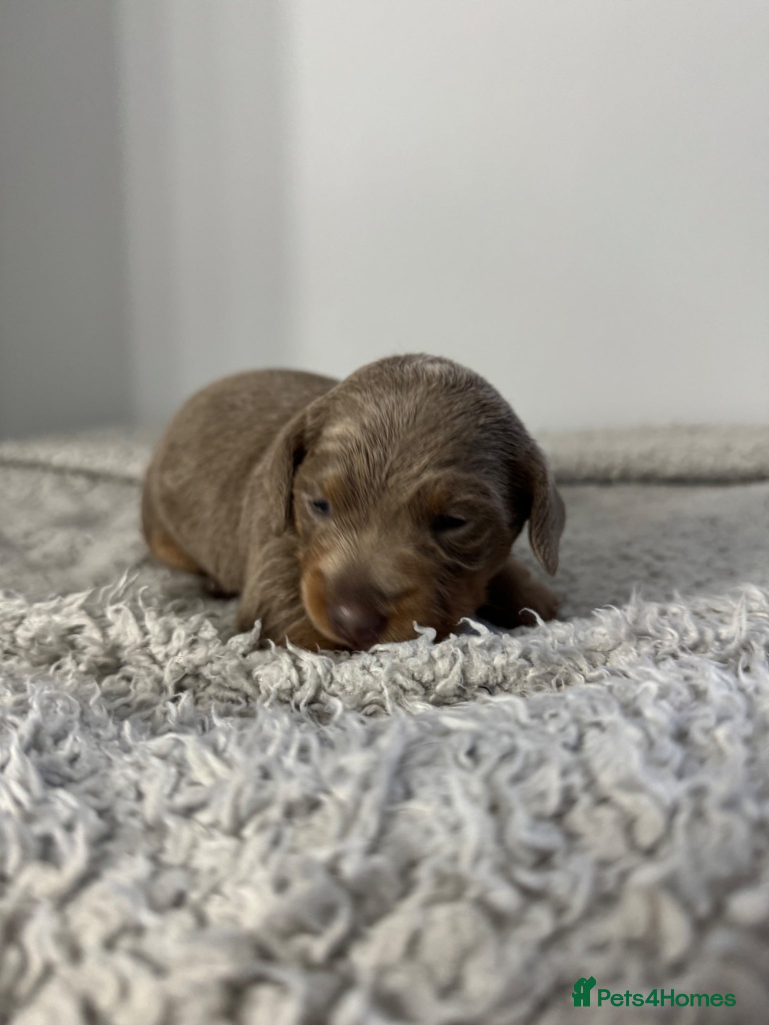 Miniature Dachshund dogs Miniature Dachshunds - Advert 9