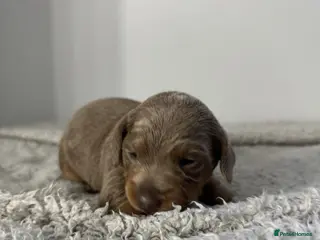 Miniature Dachshund dogs Miniature Dachshunds - Advert 1