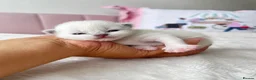 Ragdoll cats for sale: ✨ Full Pedigree Ragdoll Kittens – 2 Boys & 2 Girls - Advert 4