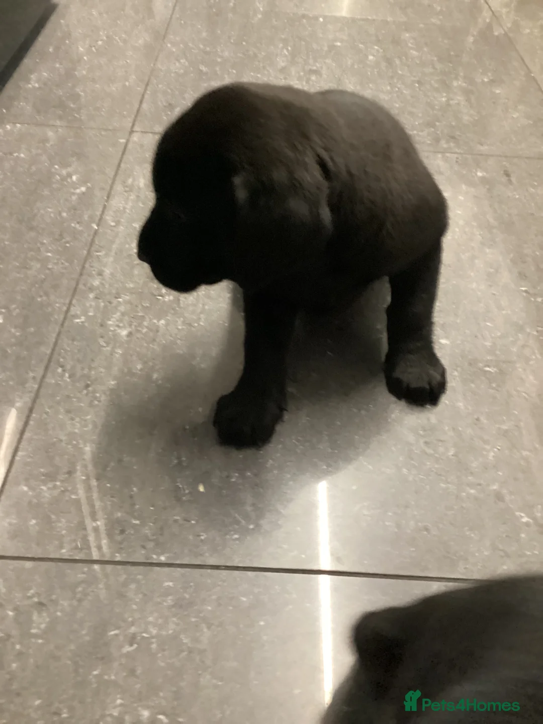 Labrador Retriever dogs for sale: Beautiful Labrador puppy’s  - Advert 12