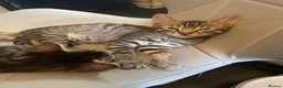 Bengal cats for sale: ❤️WE ARE SO FRIENDLY BEAUTIFUL CUDDLES ❤️ - Advert 19