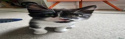 Mixed Breed cats for sale: 3 lovely kittens  - Advert 16