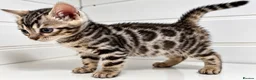 Bengal cats for sale: Stunning Silver Bengal Boy – TICA Reg Litter - Advert 9