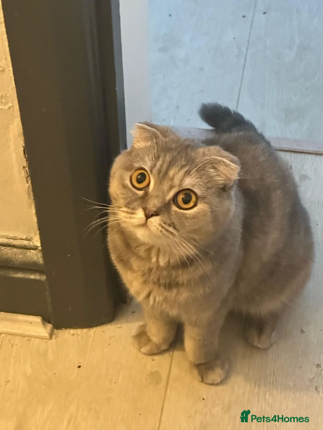 Scottish Fold cats for sale: Lily - 5 yr old Purebreed Scottish Fold - Advert 3