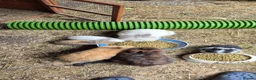 Mixed Breed rabbits for sale: Mixed breed lionheads babies  - Advert 10
