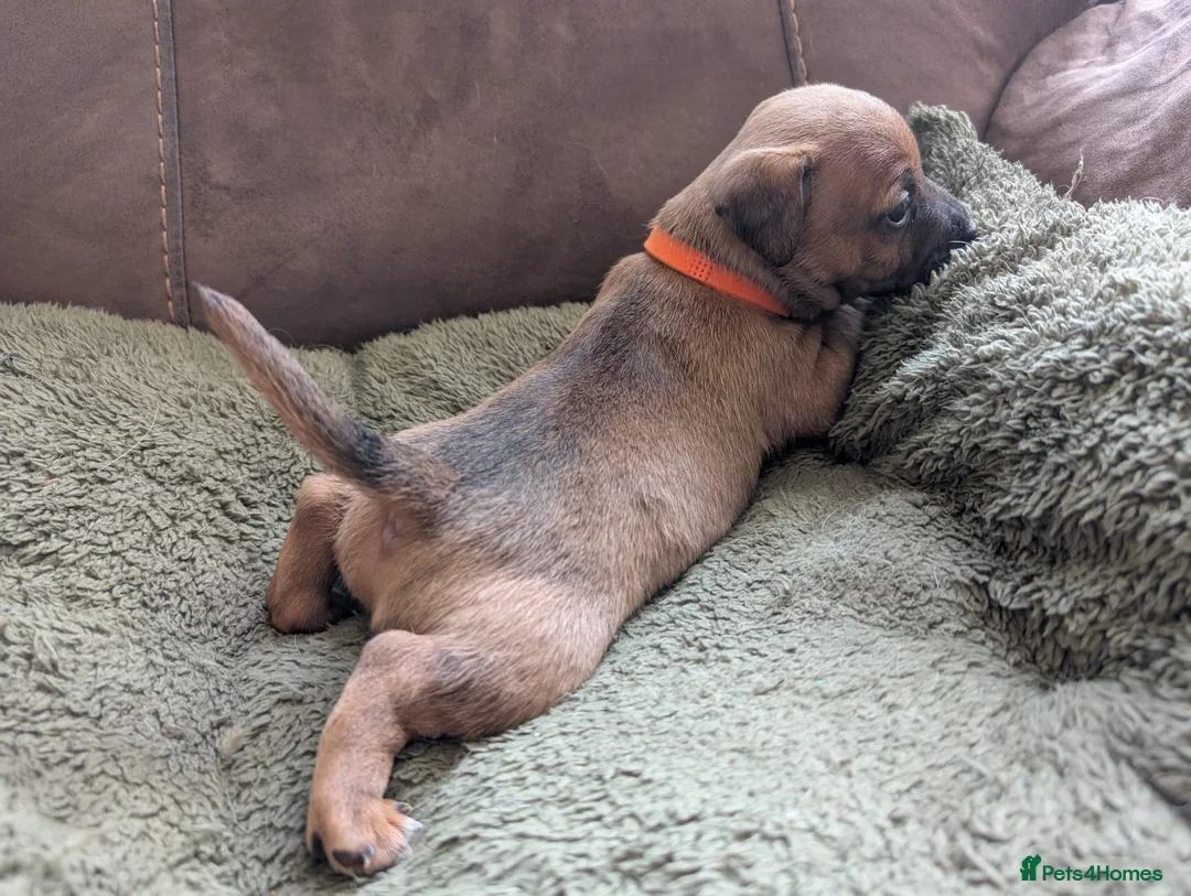 Jack Russell dogs for sale: Jack Russell Puppies, Ready 20th March - Advert 6